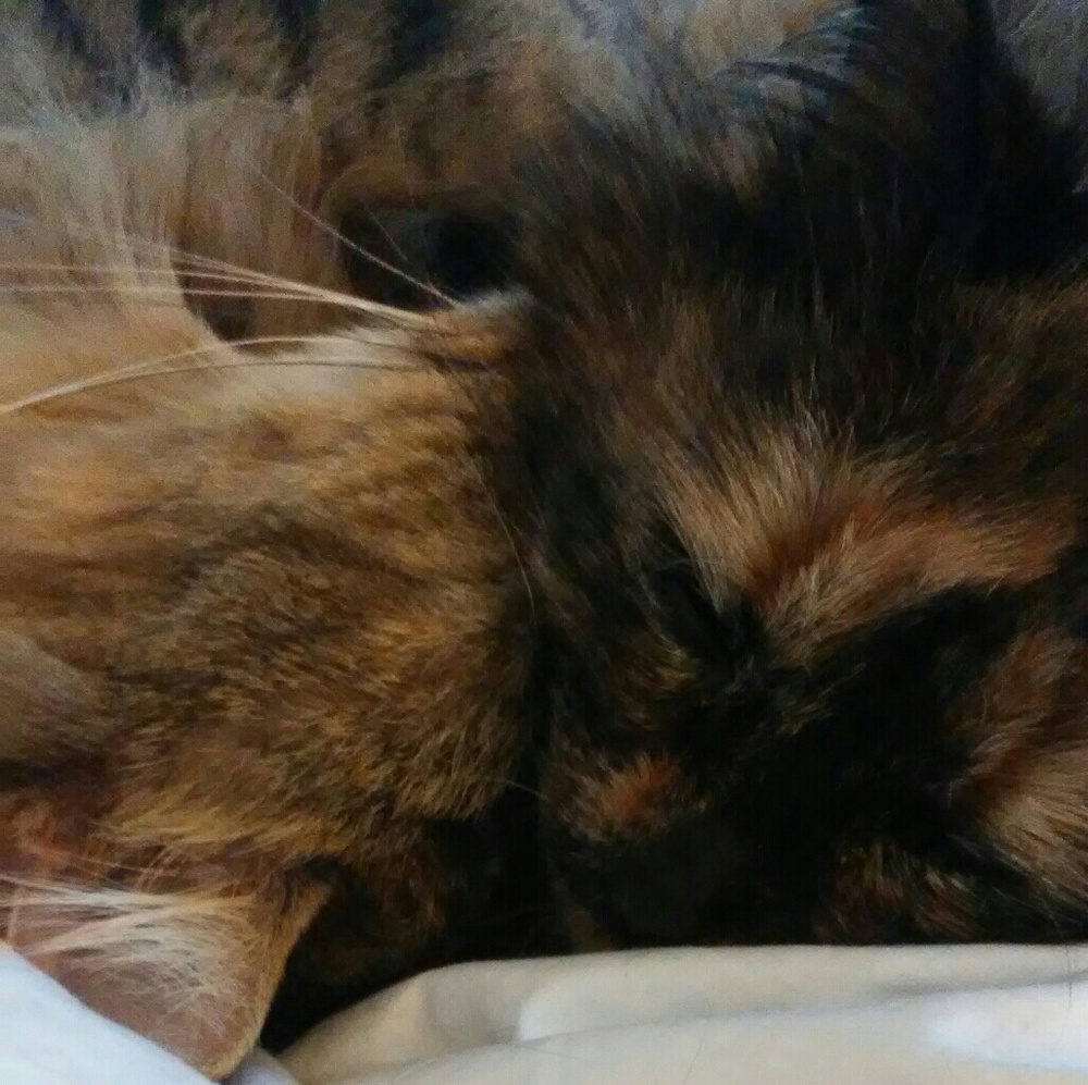 PURRRE LOVE....... - Picture 8 of 8